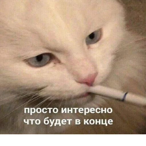 🤨 Стикер «popug mem» для Telegram