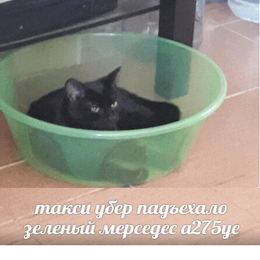 🚘 Стикер «popug mem» для Telegram