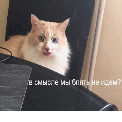 😡 Стикер «popug mem» для Telegram
