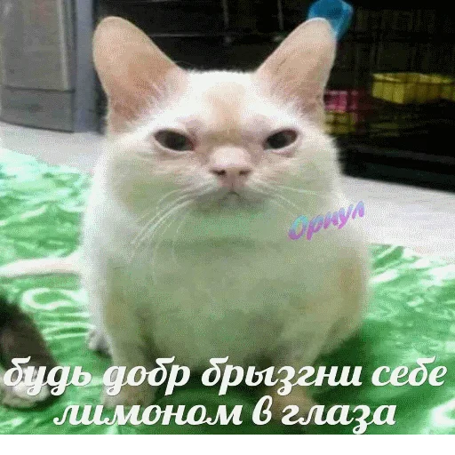 😡 Стикер «popug mem» для Telegram