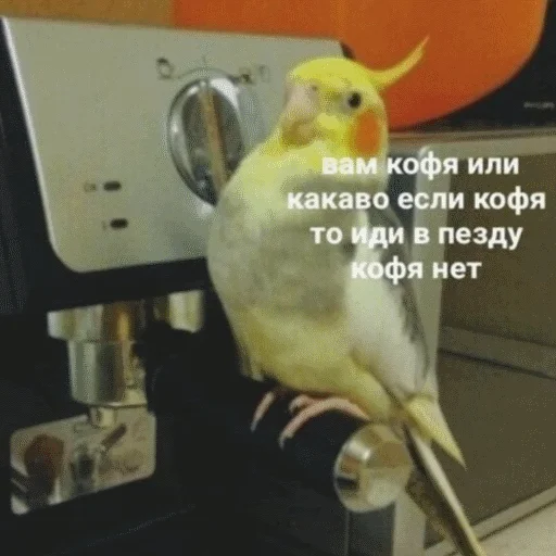 🦜 Стикер «popug mem» для Telegram