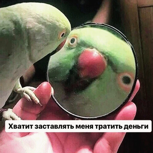 🦜 Стикер «popug mem» для Telegram