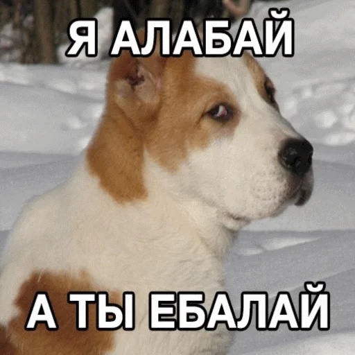 🖕 Стикер «popug mem» для Telegram