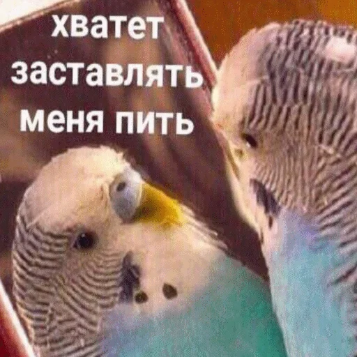🍻 Стикер «popug mem» для Telegram