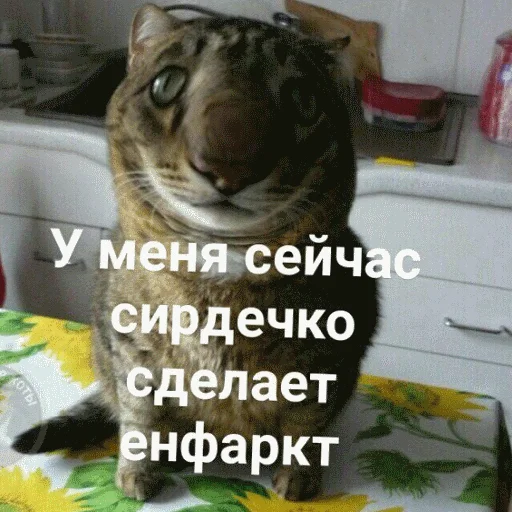 😢 Стикер «popug mem» для Telegram