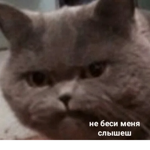 😡 Стикер «popug mem» для Telegram