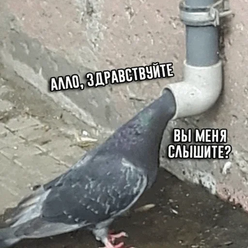 📱 Стикер «popug mem» для Telegram