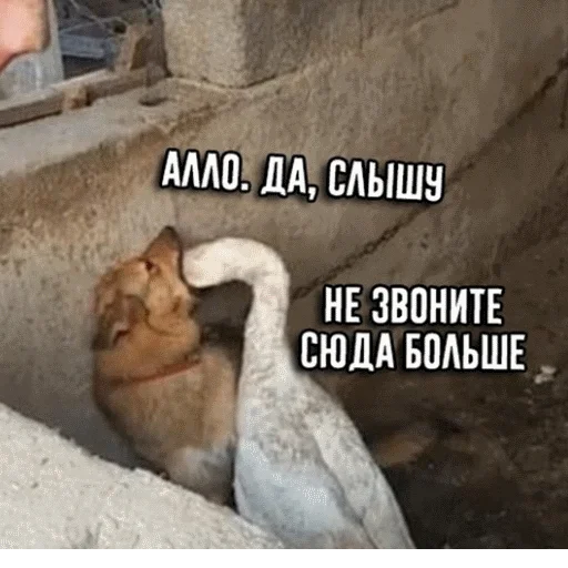 📱 Стикер «popug mem» для Telegram