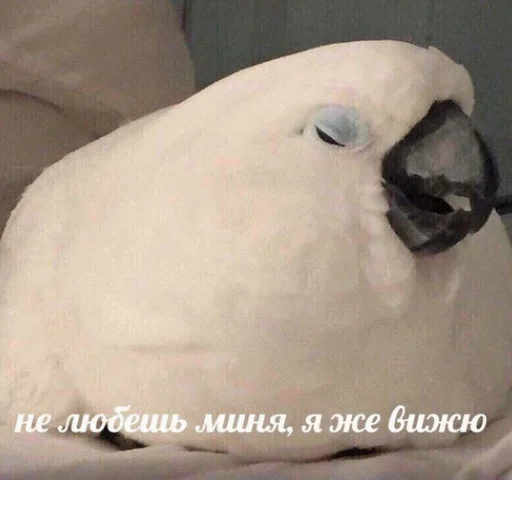 😿 Стикер «popug mem» для Telegram