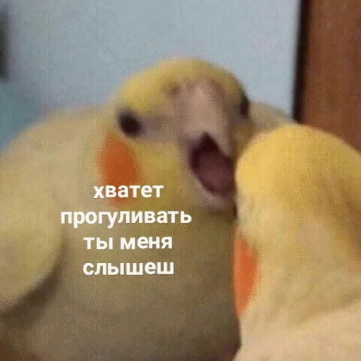 😫 Стикер «popug mem» для Telegram