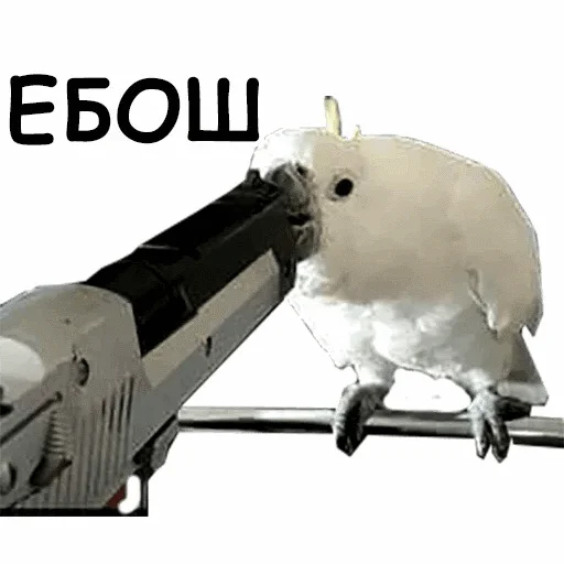 😵 Стикер «popug mem» для Telegram