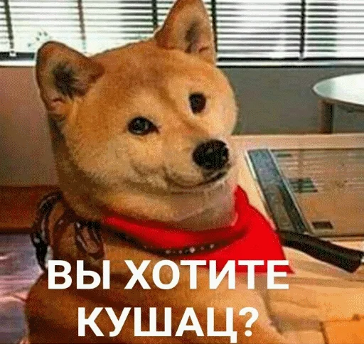 👨‍🍳 Стикер «popug mem» для Telegram