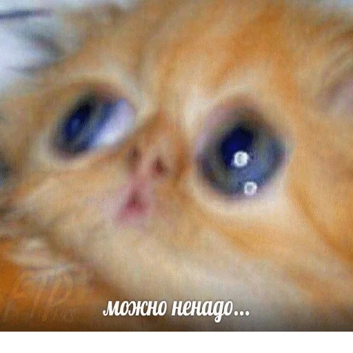 😟 Стикер «popug mem» для Telegram