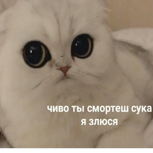 😠 Стикер «popug mem» для Telegram