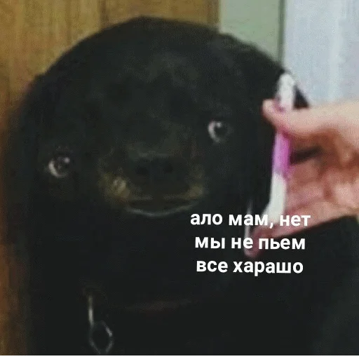 🍻 Стикер «popug mem» для Telegram