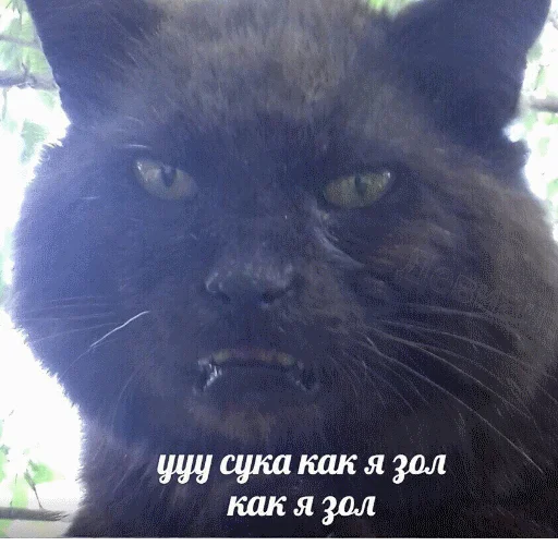 🤬 Стикер «popug mem» для Telegram