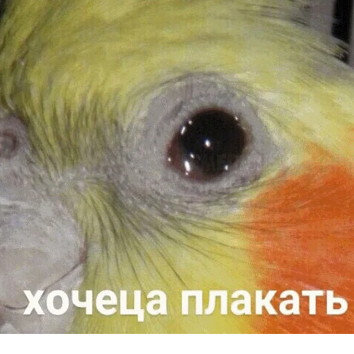 😢 Стикер «popug mem» для Telegram