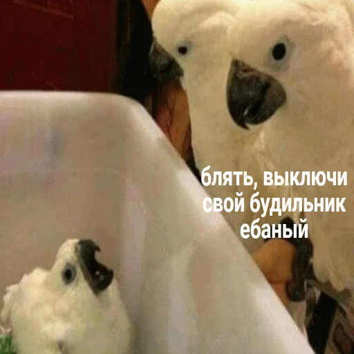 ⏰ Стикер «popug mem» для Telegram