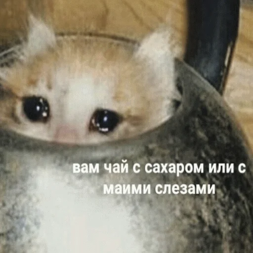 😭 Стикер «popug mem» для Telegram