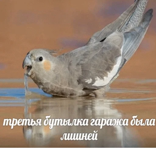 🍻 Стикер «popug mem» для Telegram