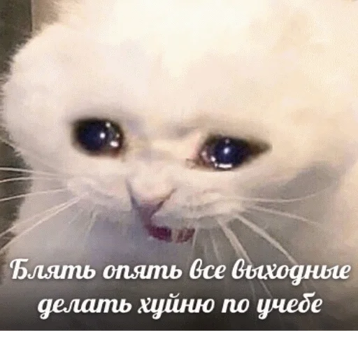 ✍ Стикер «popug mem» для Telegram