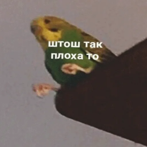 😞 Стикер «popug mem» для Telegram