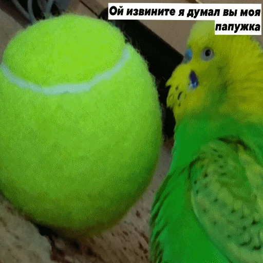 🦜 Стикер «popug mem» для Telegram