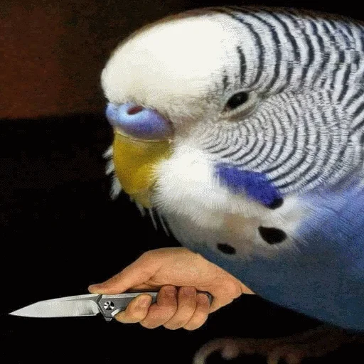 🔪 Стикер «popug mem» для Telegram