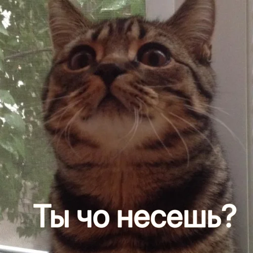 😳 Стикер «Мемы для АуТиСтОв» для Telegram