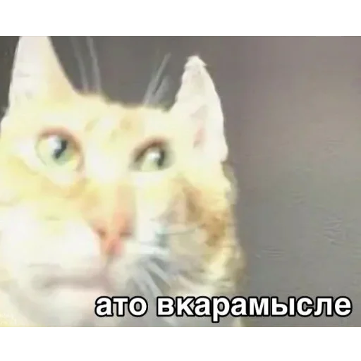 🗿 Стикер «Мемы для АуТиСтОв» для Telegram