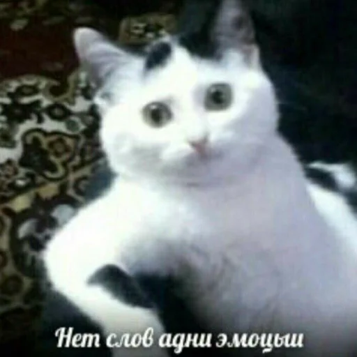 🗿 Стикер «Мемы для АуТиСтОв» для Telegram
