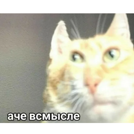 🗿 Стикер «Мемы для АуТиСтОв» для Telegram