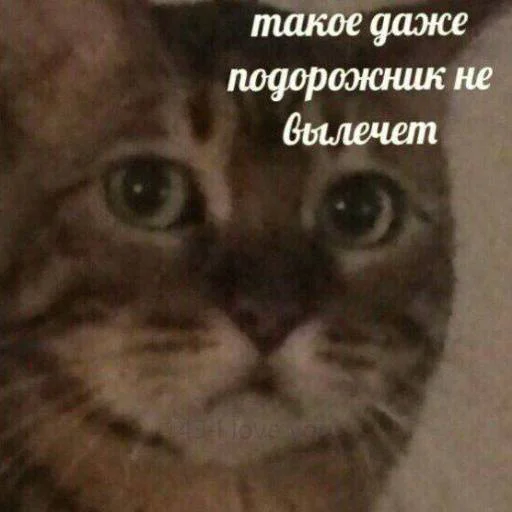 🥺 Стикер «Pizdec» для Telegram