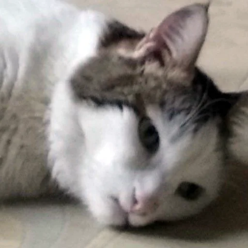 🙁 Стикер «мемные стикеры для тебя» для Telegram