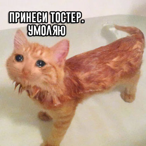 😭 Стикер «мемные стикеры для тебя» для Telegram