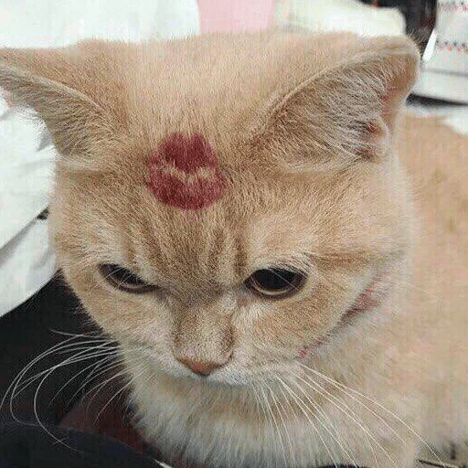 🥰 Стикер «мемные стикеры для тебя» для Telegram