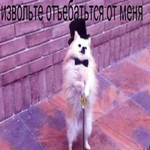 ✋ Стикер «мемные стикеры для тебя» для Telegram