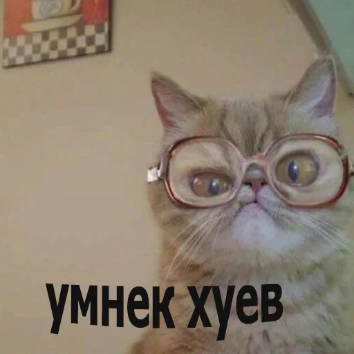 🤓 Стикер «мемные стикеры для тебя» для Telegram