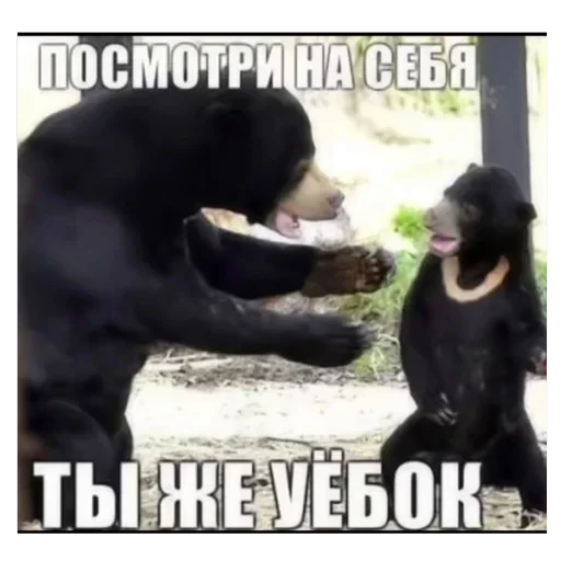 🫥 Стикер «Мемы ФСБ» для Telegram