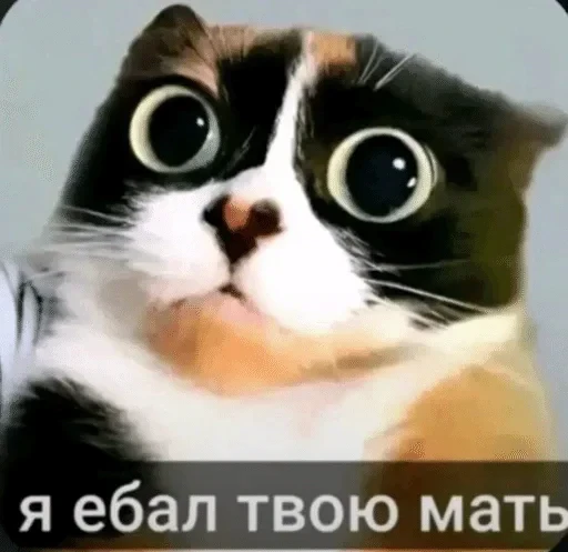 🌟 Стикер «Мемы ФСБ» для Telegram