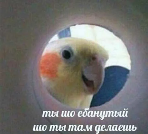 ⁉️ Стикер «мєми про жівотних» для Telegram