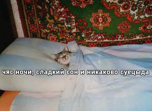 😴 Стикер «мєми про жівотних» для Telegram