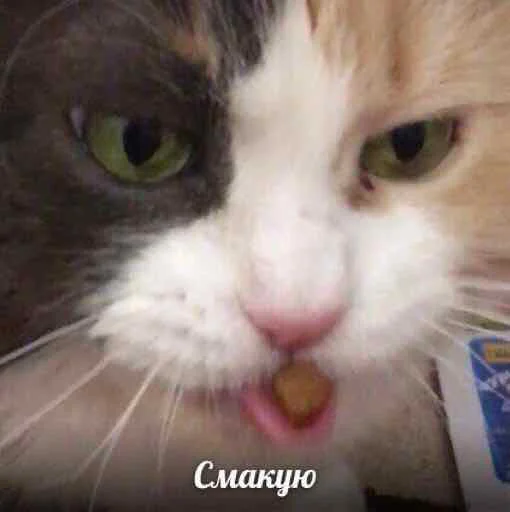 🤤 Стикер «мєми про жівотних» для Telegram