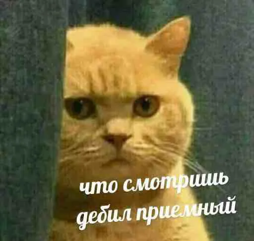 ❓ Стикер «мєми про жівотних» для Telegram