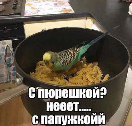 🥔 Стикер «мєми про жівотних» для Telegram