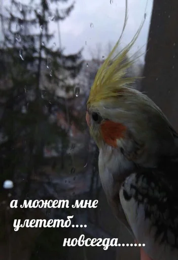 😢 Стикер «мєми про жівотних» для Telegram