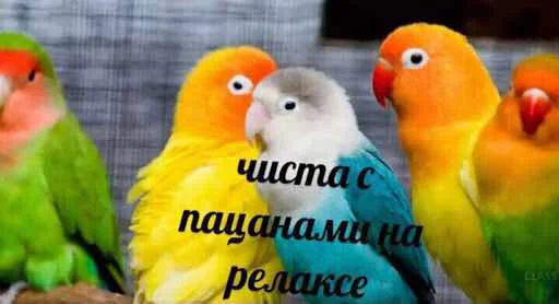 👌 Стикер «мєми про жівотних» для Telegram