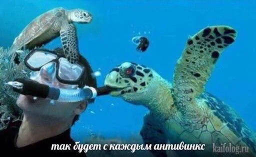 🔪 Стикер «мєми про жівотних» для Telegram