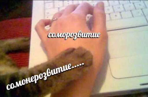 👍 Стикер «мєми про жівотних» для Telegram