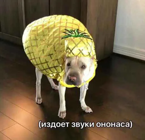 🍍 Стикер «мєми про жівотних» для Telegram